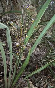 Attēlu rezultāti vaicājumam “Dianemataceae”