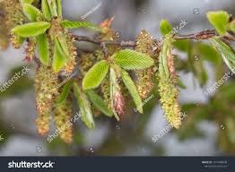 Attēlu rezultāti vaicājumam “Carpinus betulus female flower”