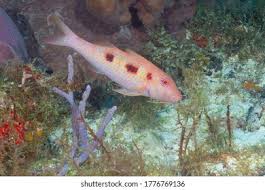 Image result for Pseudupeneus maculatus