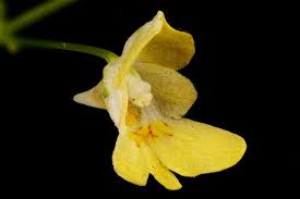 Attēlu rezultāti vaicājumam “Impatiens parviflora flower”