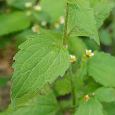 Attēlu rezultāti vaicājumam “Galinsoga quadriradiata leaf”