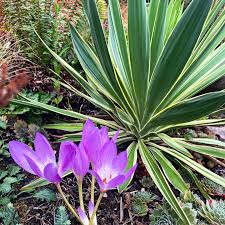 Attēlu rezultāti vaicājumam “Salix x doniana”