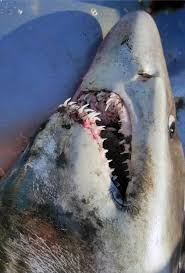 Image result for Odontaspis ferox