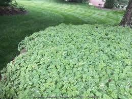 Attēlu rezultāti vaicājumam “Aegopodium podagraria”