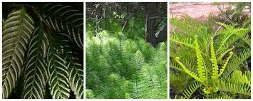 Attēlu rezultāti vaicājumam “Pteropsida”