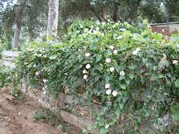 Attēlu rezultāti vaicājumam “Calystegia inflata”