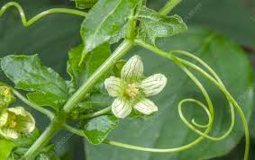 Attēlu rezultāti vaicājumam “Bryonia alba bud”