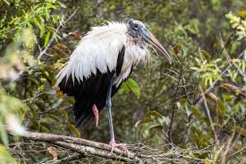 Attēlu rezultāti vaicājumam “Ciconiiformes”