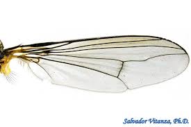 Attēlu rezultāti vaicājumam “Dolichopodidae”