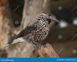 Attēlu rezultāti vaicājumam “Nucifraga caryocatactes adult”