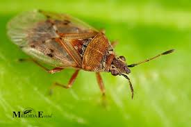 Attēlu rezultāti vaicājumam “Kleidocerys resedae”