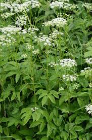 Attēlu rezultāti vaicājumam “Aegopodium podagraria flower”