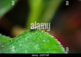 Attēlu rezultāti vaicājumam “Dasytes sp.”