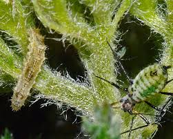 Attēlu rezultāti vaicājumam “Macrosiphoniella millefolii”