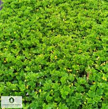 Attēlu rezultāti vaicājumam “Waldsteinia geoides”