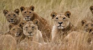 Image result for Llantwit Lions