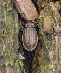 Attēlu rezultāti vaicājumam “Carabus granulatus”
