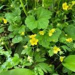 Attēlu rezultāti vaicājumam “Waldsteinia geoides”