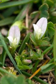 Attēlu rezultāti vaicājumam “Trifolium medium bud”