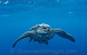 Image result for Dermochelys coriacea