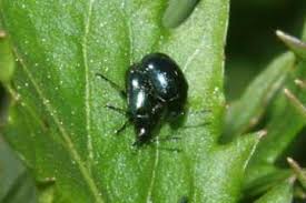 Attēlu rezultāti vaicājumam “Phaedon cochleariae”