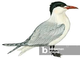 Attēlu rezultāti vaicājumam “Sterna”