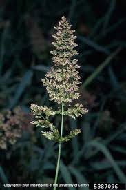 Attēlu rezultāti vaicājumam “Polypogon tentacularius”