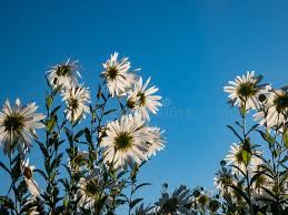 Image result for Leucanthemella serotina