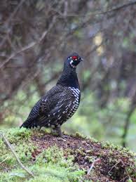 Attēlu rezultāti vaicājumam “Galliformes”