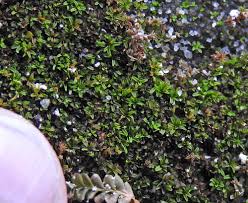 Attēlu rezultāti vaicājumam “Tortula lingulata macro”