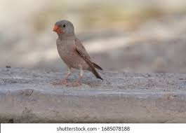 Image result for Bucanetes githagineus