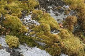 Attēlu rezultāti vaicājumam “Paraleucobryum longifolium”