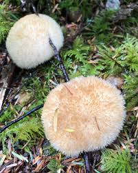 Attēlu rezultāti vaicājumam “Postia leucomallella”