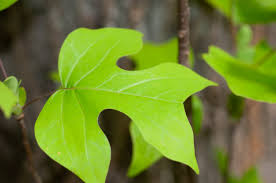 Attēlu rezultāti vaicājumam “Liriodendron tulipifera leaf”