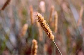 Attēlu rezultāti vaicājumam “Sesleria caerulea flower”