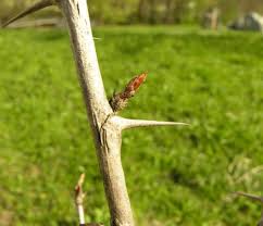 Attēlu rezultāti vaicājumam “Ribes uva-crispa leaf”