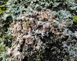 Attēlu rezultāti vaicājumam “Erythricium aurantiacum”