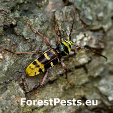 Attēlu rezultāti vaicājumam “Plagionotus detritus”