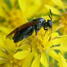 Attēlu rezultāti vaicājumam “Arge ustulata”