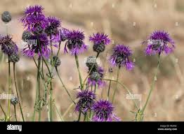Attēlu rezultāti vaicājumam “Centaurea scabiosa flower”