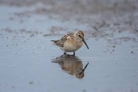 Attēlu rezultāti vaicājumam “Calidris ferruginea”