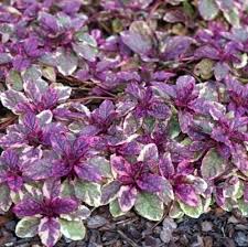 Attēlu rezultāti vaicājumam “Ajuga reptans bud”