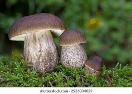 Attēlu rezultāti vaicājumam “Leccinum”