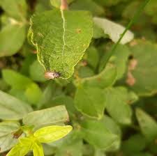 Attēlu rezultāti vaicājumam “Lochmaea caprea”