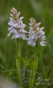 Attēlu rezultāti vaicājumam “Dactylorhiza maculata flower”