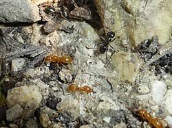 Attēlu rezultāti vaicājumam “Lasius fuliginosus”