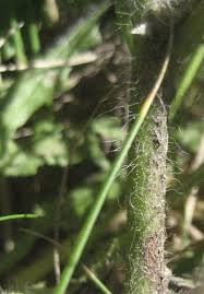 Attēlu rezultāti vaicājumam “Stemonitis herbatica stalked”