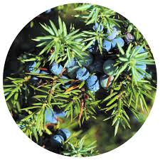 Attēlu rezultāti vaicājumam “Juniperus communis fruit”