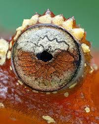 Attēlu rezultāti vaicājumam “Philonotis marchica macro”