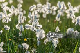 Attēlu rezultāti vaicājumam “Eriophorum latifolium”